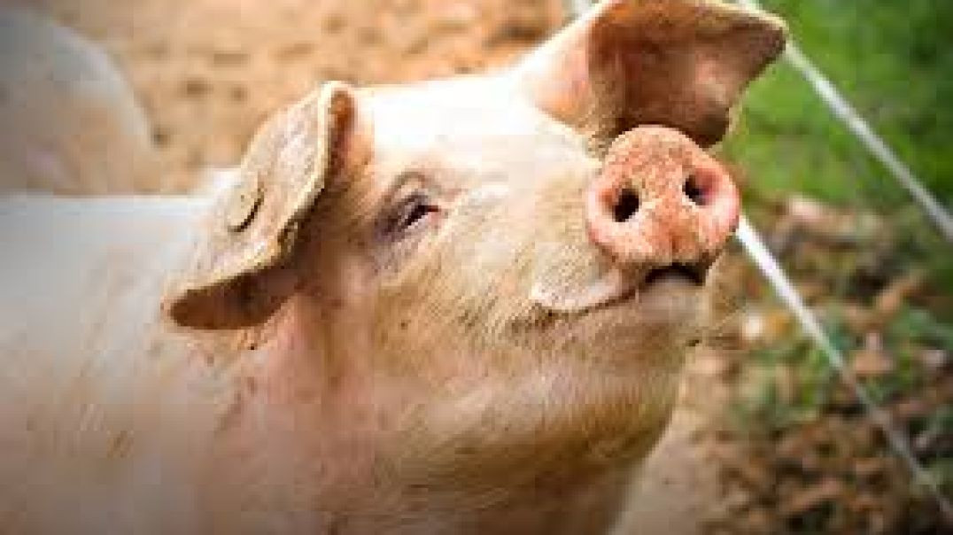 David Cameron Releases Piggy Files 🤮🤢 PIGGate